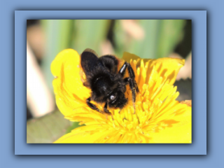 Cuckoo Bee (female) - Bombus rupestris. in Hetton Park, 15th April 2020 2_Prv.jpg